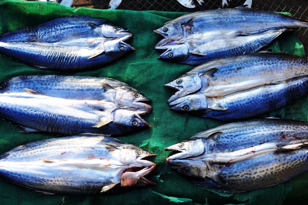 淡干魚干為何價(jià)格翻倍？初冬曬魚干正當(dāng)時(shí)