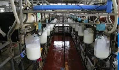 中亞投資項目:牛奶及乳制品生產廠商建設,技術研發與進出口貿易