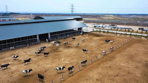 頭條丨蒙牛 寧夏 乳制品生產建設項目,建成產值將達百億