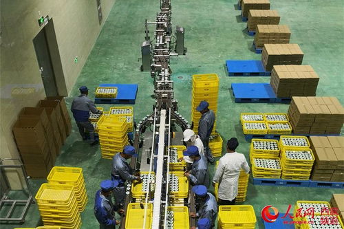 西藏規模最大乳品加工廠正式投產運營