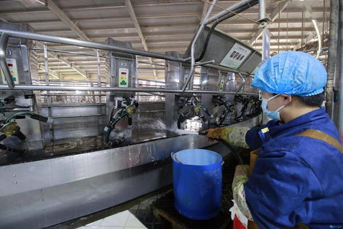 北緯39度祁連山下的黃金奶制品加工廠