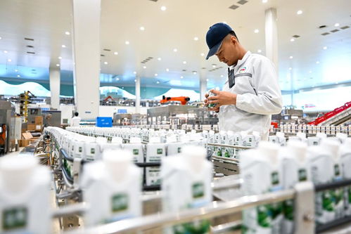 呼和浩特 奶業企業生產忙