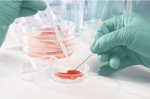 嫌植物肉不好吃 真正的 人造肉 將大規模生產,你敢吃嗎